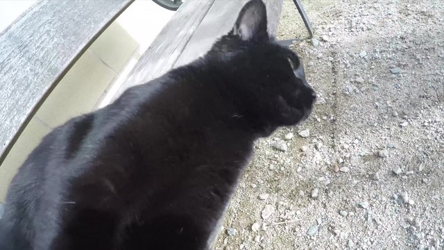 gato ara&ntilde;a pantalla / gato negro golpea con su pata la pantalla y se va
