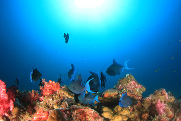 Naklejka na ściany i meble Underwater scene coral reef and fish in ocean