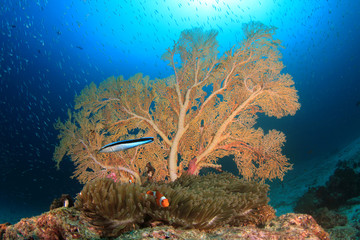 Underwater Clownfish and coral reef