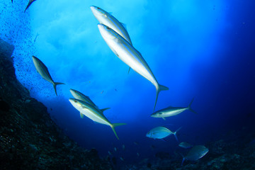 Naklejka na ściany i meble Underwater fish - mackerel,sardines, tuna