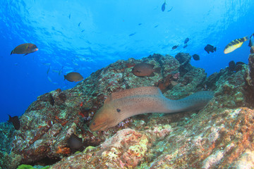 Giant Moray Eel