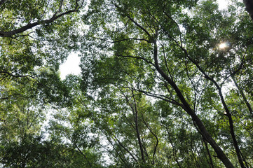 asia forest