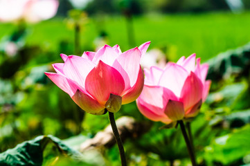 Fototapeta na wymiar beautiful lotus flower in blooming