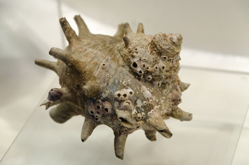 sea shells