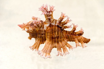 Obraz na płótnie Canvas sea shells