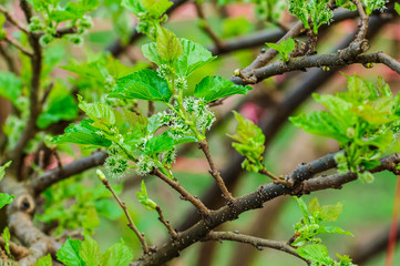 Mulberry on tree  in plantation at countryside