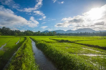 Photo sur Plexiglas Campagne beautiful paddy field in the morning in Sri Lanka