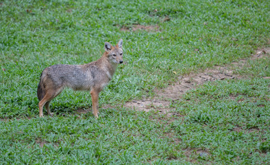 golden jackal