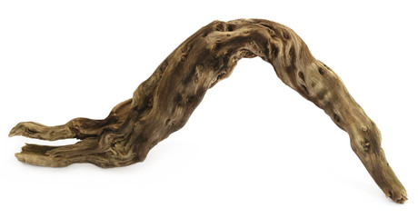 Bogwood over white background