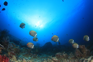 Fototapeta na wymiar Underwater scene coral reef and fish in ocean