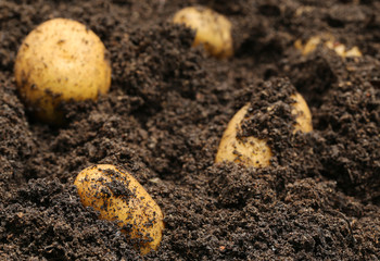 Newly harvested potatoes