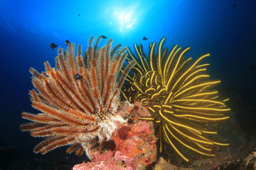 Underwater scene coral reef and fish in ocean