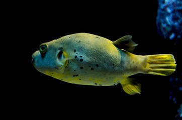 balloon fish © siiixth