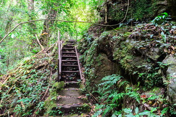 Obraz premium Staircase to the waterfall in deep foest.