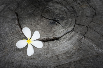 Obraz premium white flower on nature wood backround.