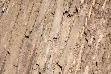 Tree bark texture