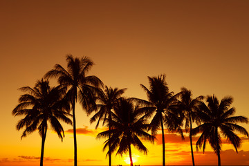 Fototapeta na wymiar palm trees on the background of a beautiful sunset