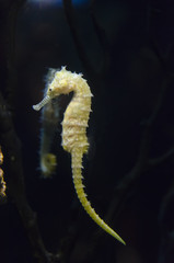 seahorse