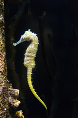 seahorse