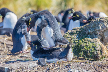 Rockhopper Penguins mating.
