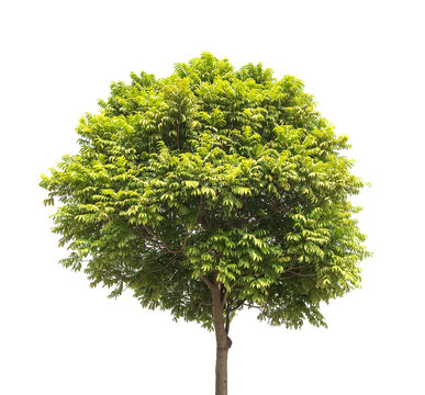 plant tree