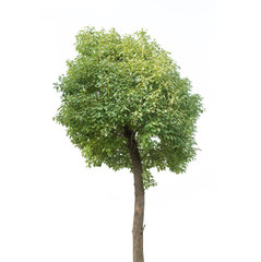 Obraz premium plant tree