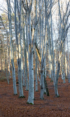 tree trunks in beech forest
