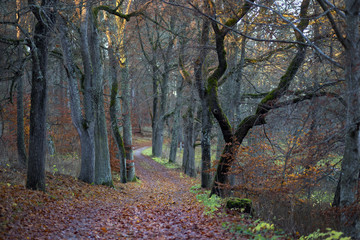 Footpath in beech forest