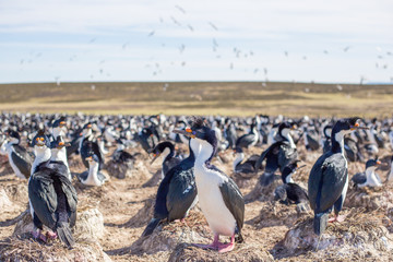 Imperial Cormorant or blue eyed cormorant colony, Falkland Islan