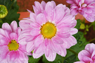 Close up of flowers colorful chrysanthemums