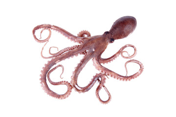 The octopus