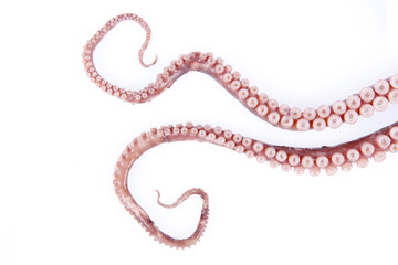 Octopus tentacles