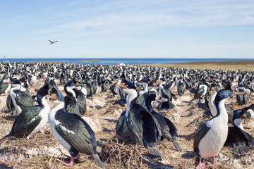 Imperial Cormorants in their colony, Falkland Islands.
