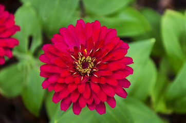 colorful zinnia flower