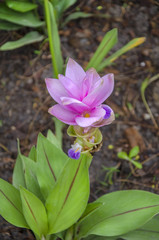 Siam Tulip