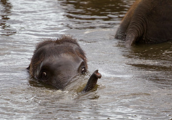 Fototapeta premium Funny young elephant is swimming somewhere