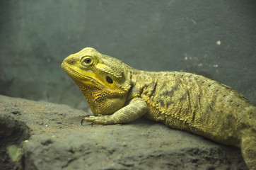 iguanas