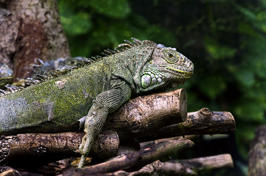 iguanas