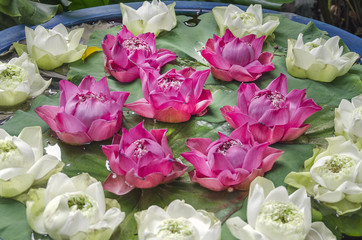 a lotus flower