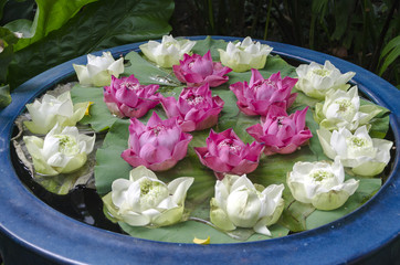 a lotus flower
