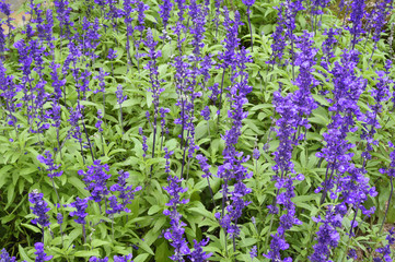 Violet flower in the garden , floral background
