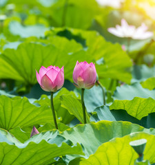 blooming lotus flower