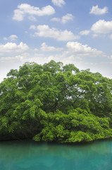 big tree with beautiful bright sky