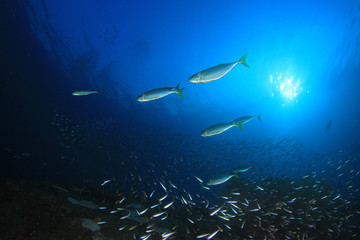 Fototapeta na wymiar Underwater fish - mackerel,sardines, tuna