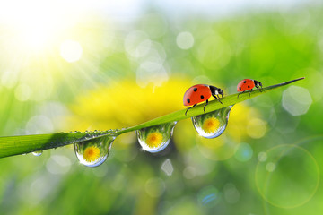Obraz premium Dandelion in the drops of dew on the green grass and ladybugs. Nature background.