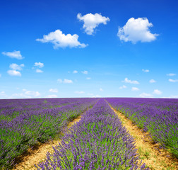 Fototapeta na wymiar Lavender fields in Provence - France, Europe.