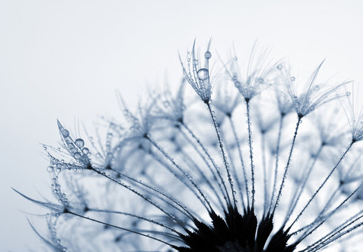 Fototapeta Dewy dandelion flower close up