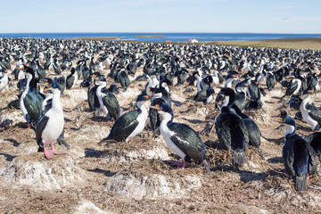Imperial Cormorant colony with nesting birds, Falkland Islands.