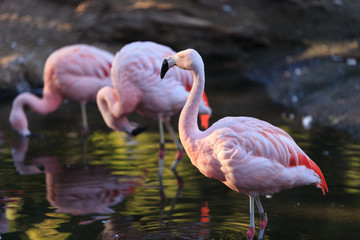 Fototapeta premium Chilean flamingos, Phoenicopterus chilensis, are a bright pink
