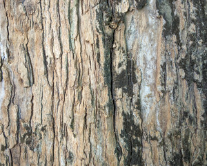 Wood texture background